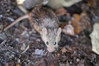 Encuentran muerta a una mujer en Jujuy e investigan posible hantavirus