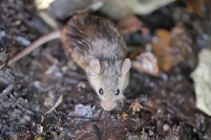 Encuentran muerta a una mujer en Jujuy e investigan posible hantavirus