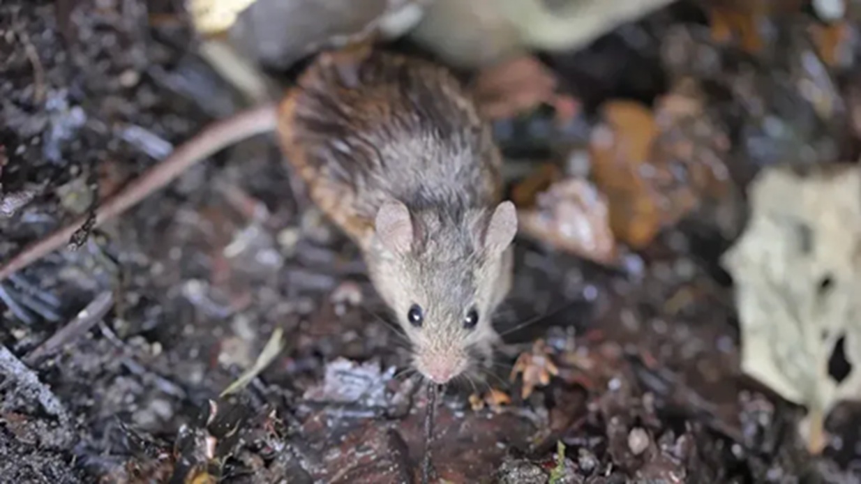 Encuentran muerta a una mujer en Jujuy e investigan posible hantavirus