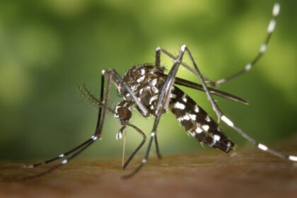 Salta confirmó 1.172 casos de Chikungunya