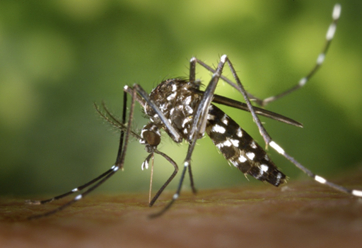 Salta confirmó 1.172 casos de Chikungunya