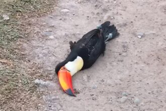 Preocupa la aparición de tucanes muertos