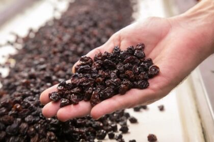 San Juan: las exportaciones de pasas crecieron un 50% en dólares