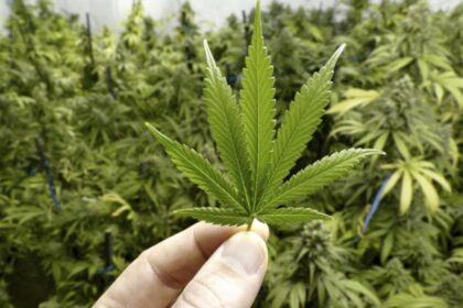 Marihuana
