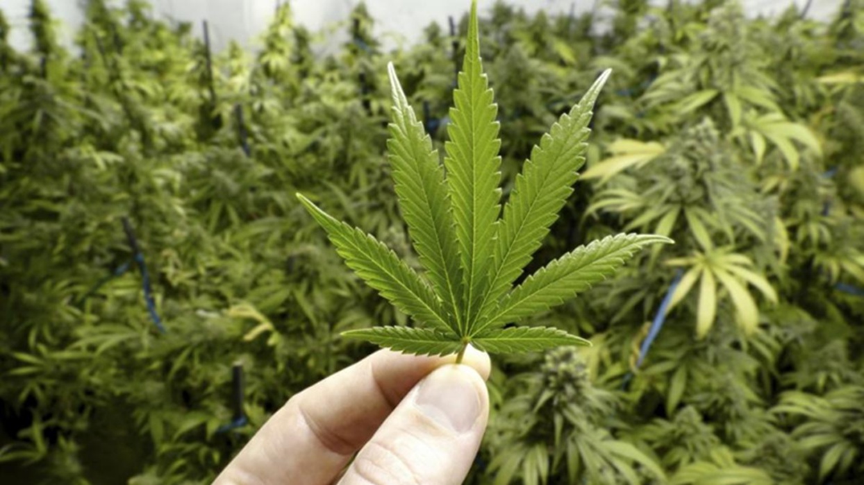 Marihuana