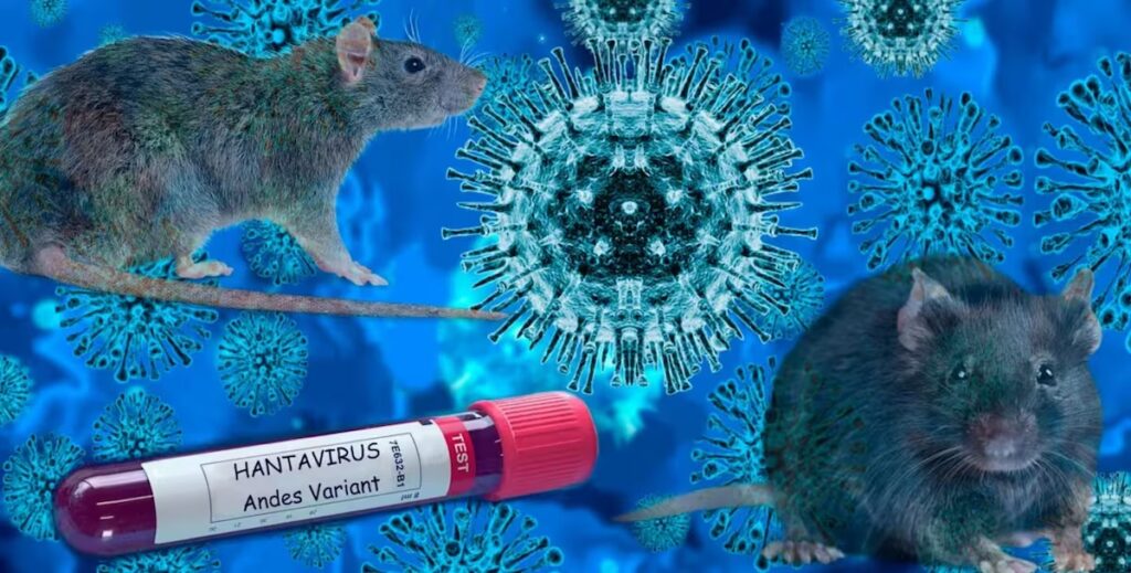 hantavirus