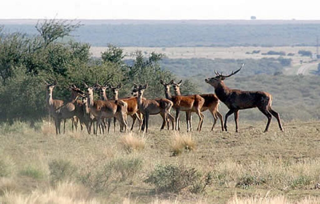 Reserva Natural Parque Luro La Pampa