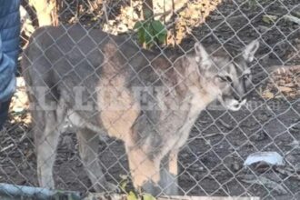 Fueron a apagar un incendio y encontraron cinco pumas en cautiverio