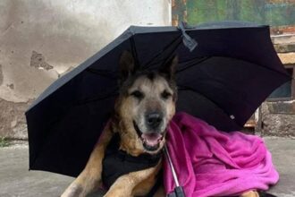 Cabezón, el perro comunitario que conmovió a San Luis