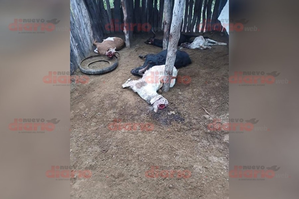 Horror en Santiago del Estero: un productor encontró 12 cabras mutiladas